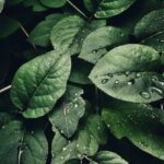 Plants - Close-Up Photography of Leaves With Droplets