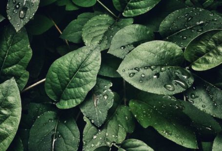 Plants - Close-Up Photography of Leaves With Droplets