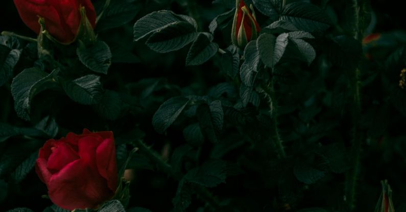 Shade-Loving Plants - Photography of Red Rose Plant