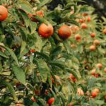 Citrus Trees - Close-up of Orange Trees