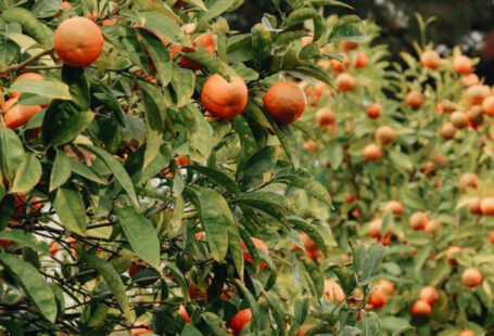 Citrus Trees - Close-up of Orange Trees