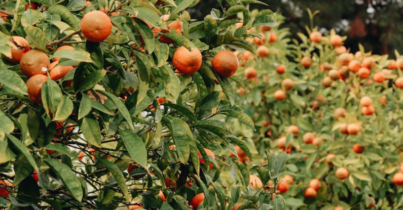 Citrus Trees - Close-up of Orange Trees