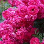 Flowering Vines - A bush of pink roses with green leaves