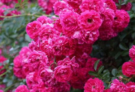 Flowering Vines - A bush of pink roses with green leaves