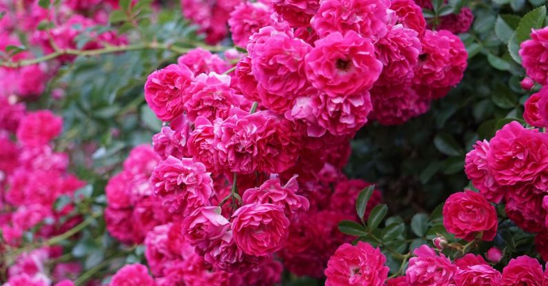 Flowering Vines - A bush of pink roses with green leaves