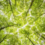 Trees - Worms Eyeview of Green Trees