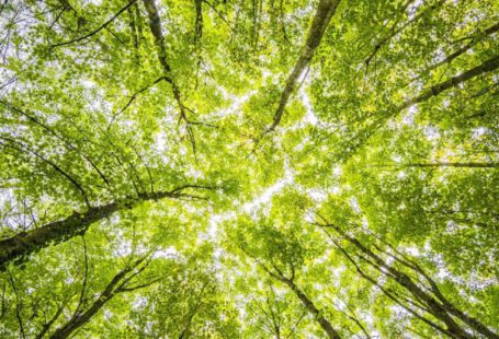 Trees - Worms Eyeview of Green Trees