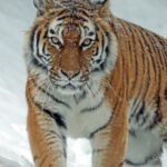 Wildlife Habitat - Tiger