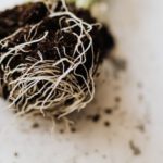 Spring Planting - From above dirty roots with fertile soil of delicate small green plant prepared for gardening placed on marble table