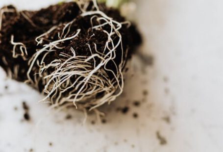 Spring Planting - From above dirty roots with fertile soil of delicate small green plant prepared for gardening placed on marble table