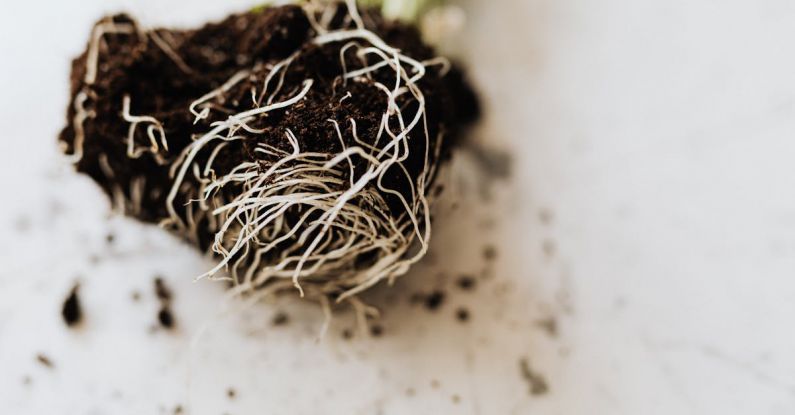 Spring Planting - From above dirty roots with fertile soil of delicate small green plant prepared for gardening placed on marble table