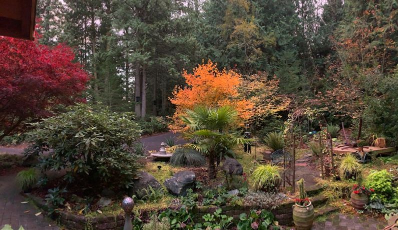 Garden Transition - green and orange trees and plants