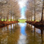 Bare-Root Trees - canal surrounded by withered trees