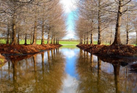 Bare-Root Trees - canal surrounded by withered trees