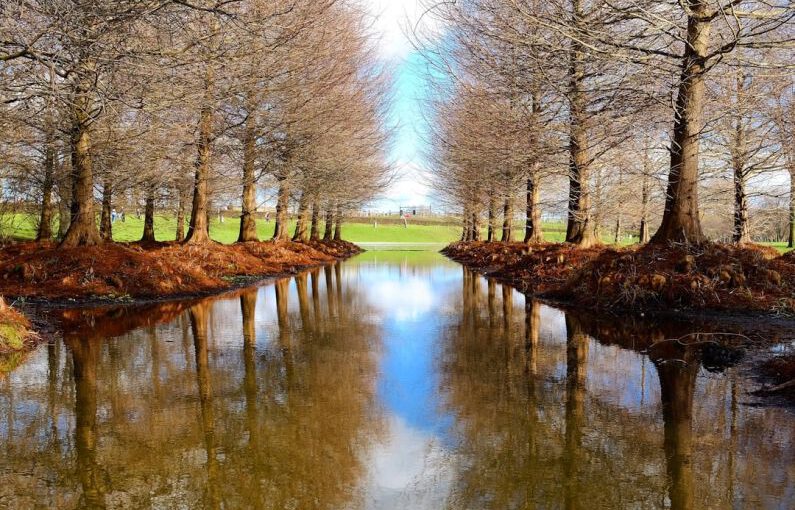 Bare-Root Trees - canal surrounded by withered trees