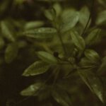 Delicate Plants - a close up of a plant with leaves