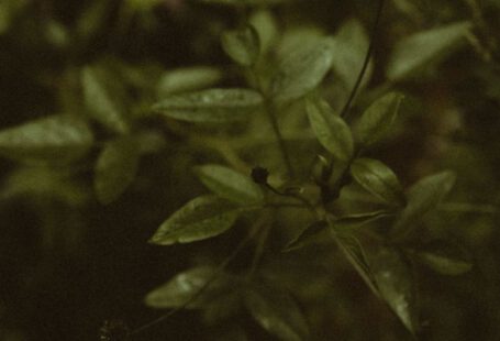 Delicate Plants - a close up of a plant with leaves