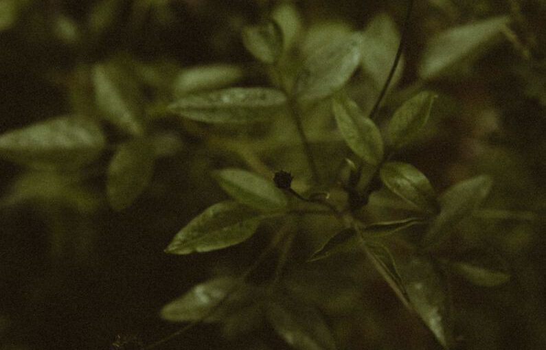 Delicate Plants - a close up of a plant with leaves