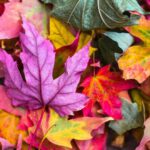 Cool-Season Crops - flat lay photography of purple and red leaves