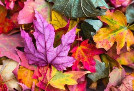 Cool-Season Crops - flat lay photography of purple and red leaves