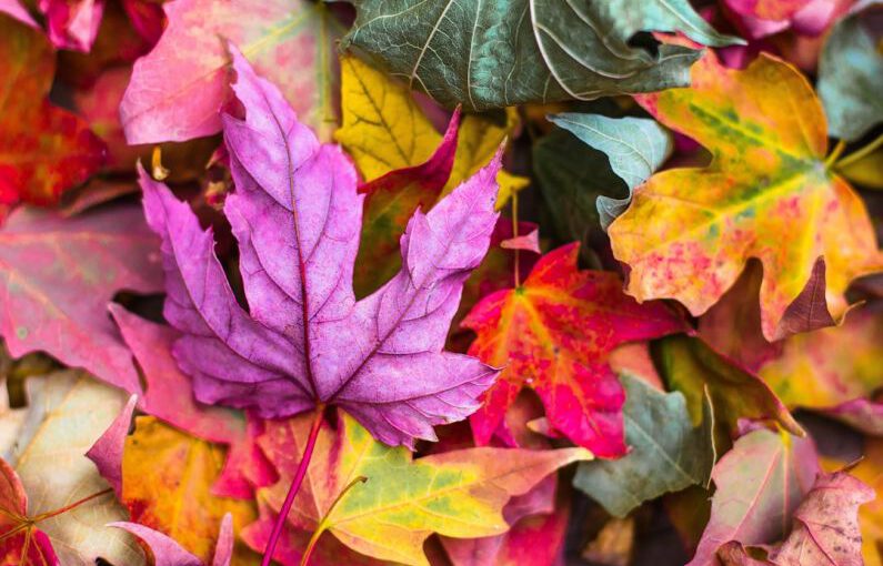 Cool-Season Crops - flat lay photography of purple and red leaves