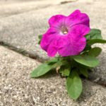 Annuals - a purple flower sitting in the middle of a sidewalk