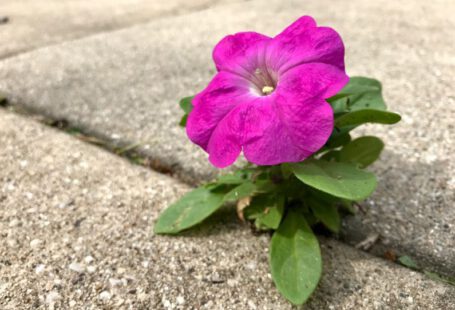 Annuals - a purple flower sitting in the middle of a sidewalk