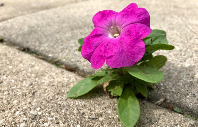 Annuals - a purple flower sitting in the middle of a sidewalk