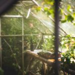 Greenhouse - potted green plant