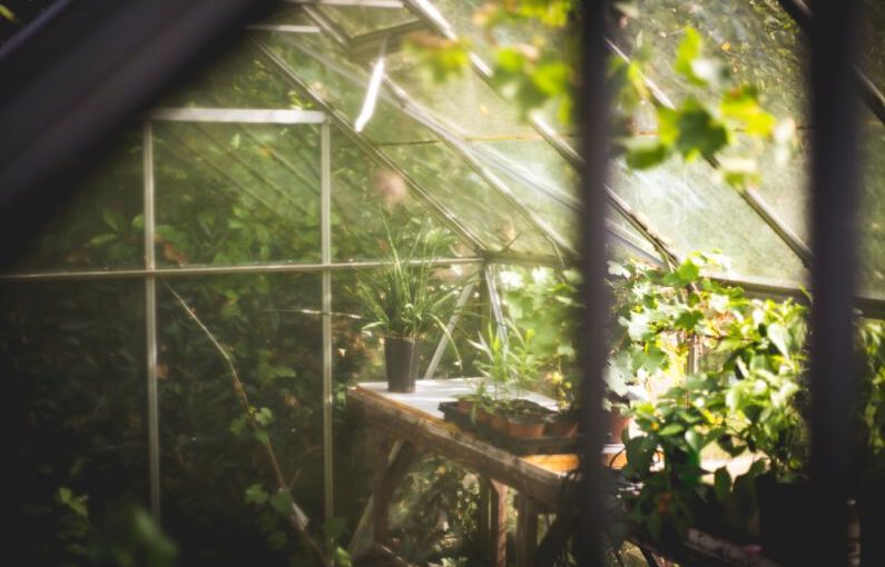 Greenhouse - potted green plant