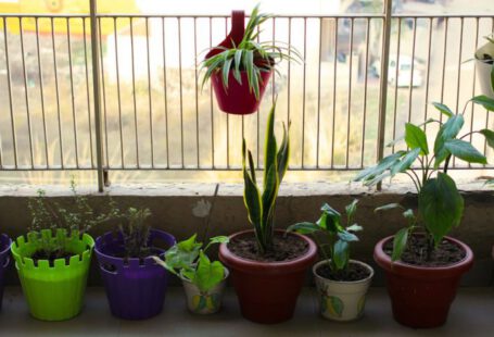 Balcony Gardening - red flower in purple pot