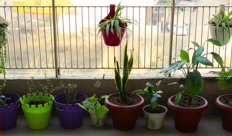 Balcony Gardening - red flower in purple pot