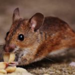 Pest Control - Macro Photo of Brown Rat