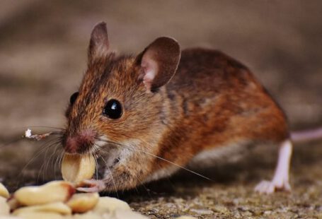 Pest Control - Macro Photo of Brown Rat