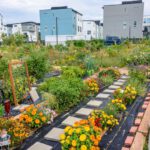 Community Garden - yellow flowers on the garden