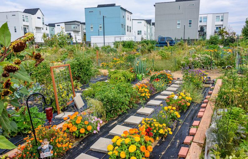 Community Garden - yellow flowers on the garden