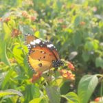 Urban Spaces - a butterfly that is sitting on a flower