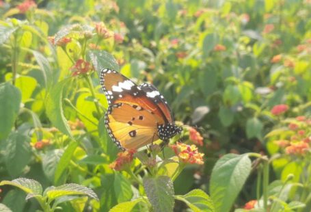 Urban Spaces - a butterfly that is sitting on a flower