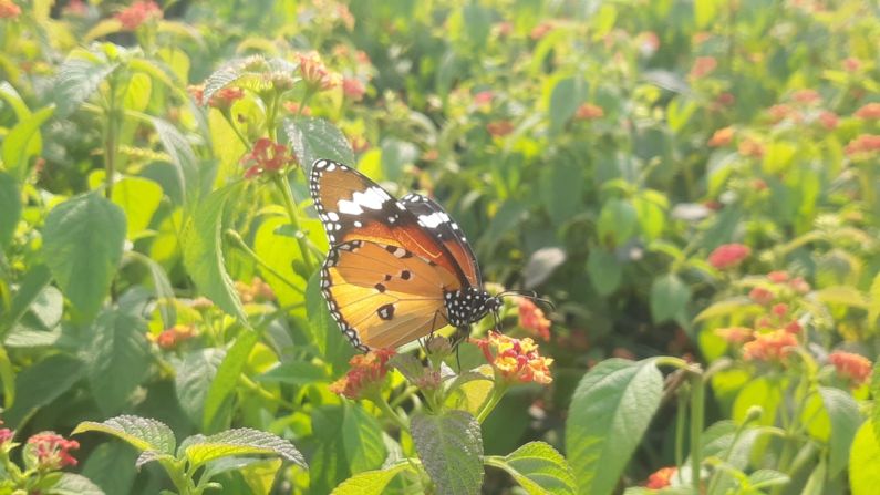 Urban Spaces - a butterfly that is sitting on a flower