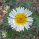Edible Landscaping - a close up of a white and yellow flower