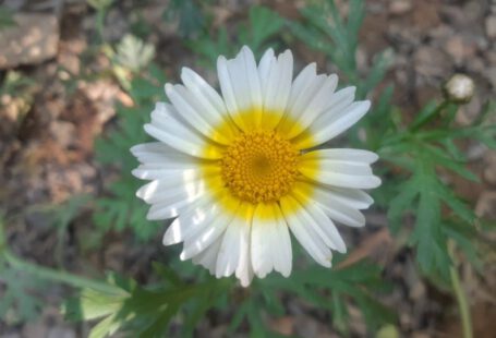 Edible Landscaping - a close up of a white and yellow flower