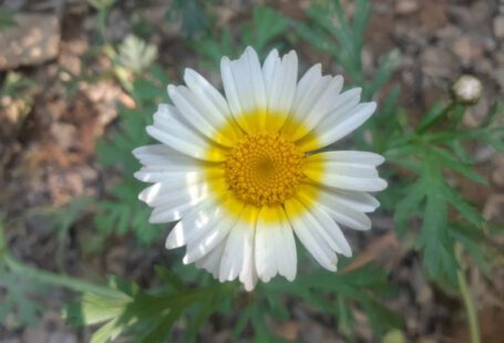 Edible Landscaping - a close up of a white and yellow flower