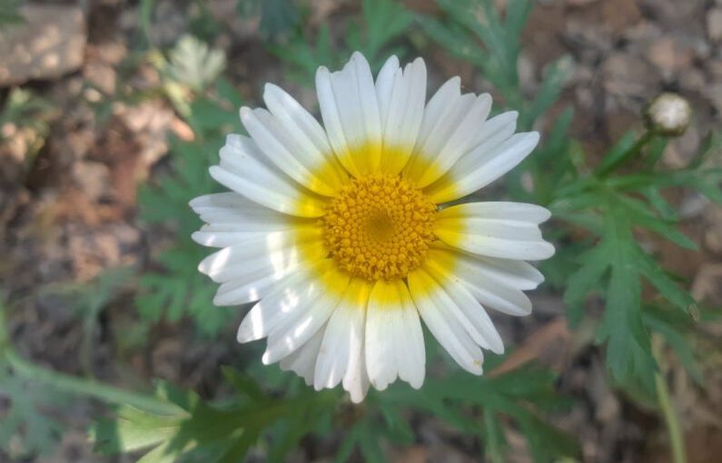 Edible Landscaping - a close up of a white and yellow flower