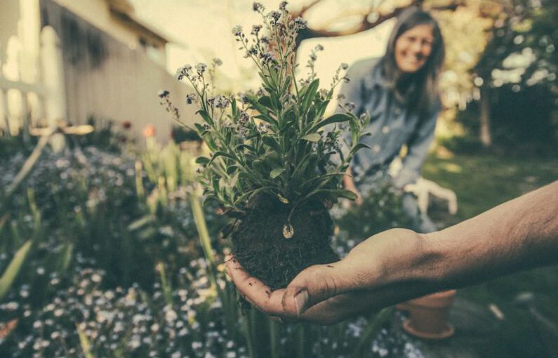 Rooftop Gardening - person showing green plant