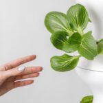 Indoor Hydroponics - person holding green leaf plant