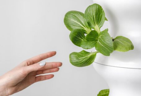 Indoor Hydroponics - person holding green leaf plant