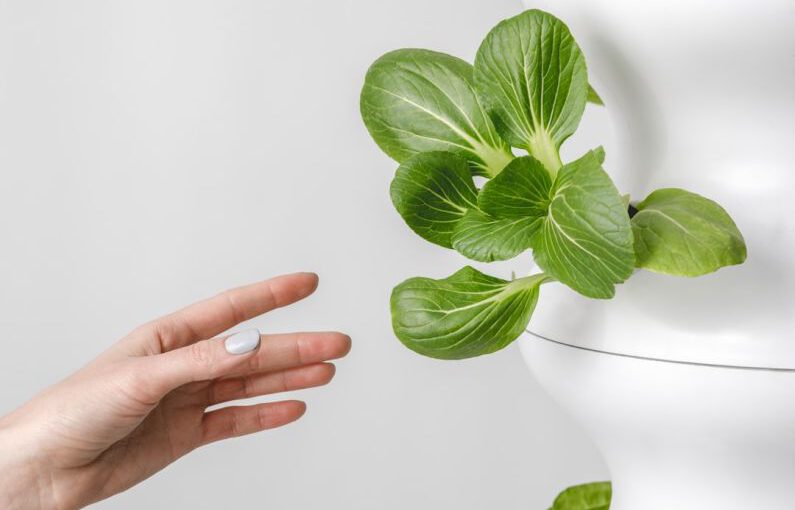 Indoor Hydroponics - person holding green leaf plant