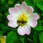Pollination - pink flower with yellow stigma