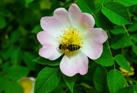 Pollination - pink flower with yellow stigma