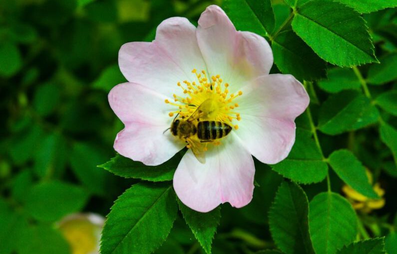 Pollination - pink flower with yellow stigma